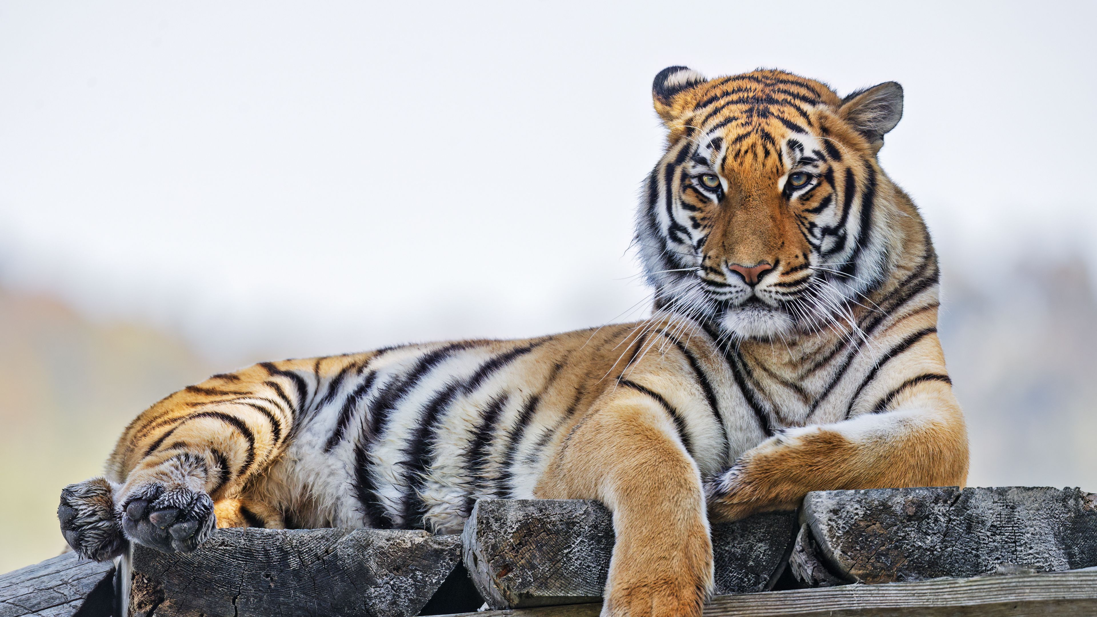 Tadoba-AndhariTiger Reserve